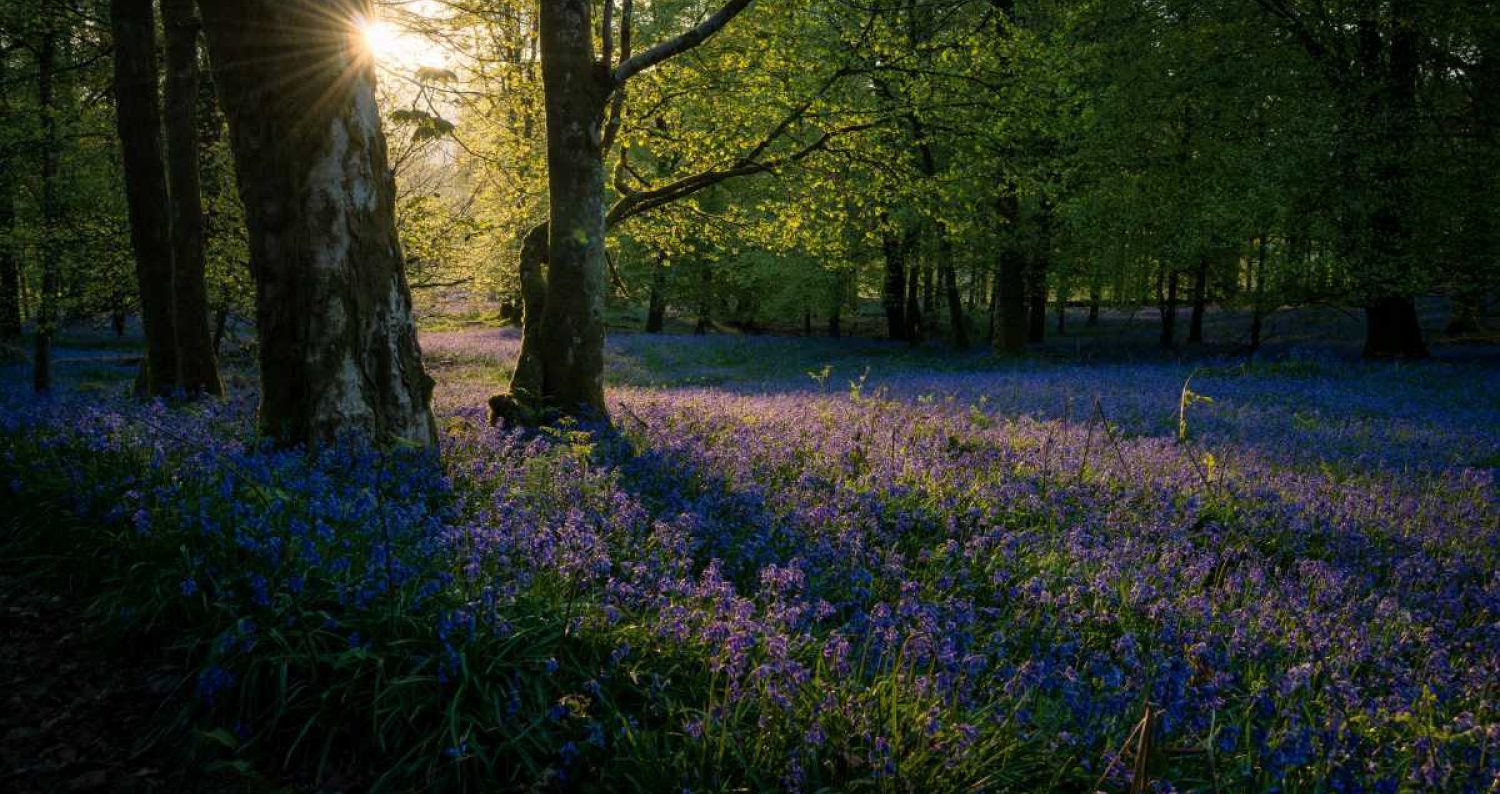 Lake district forest