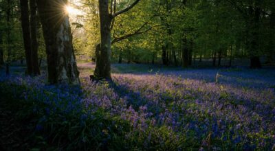 Lake district forest