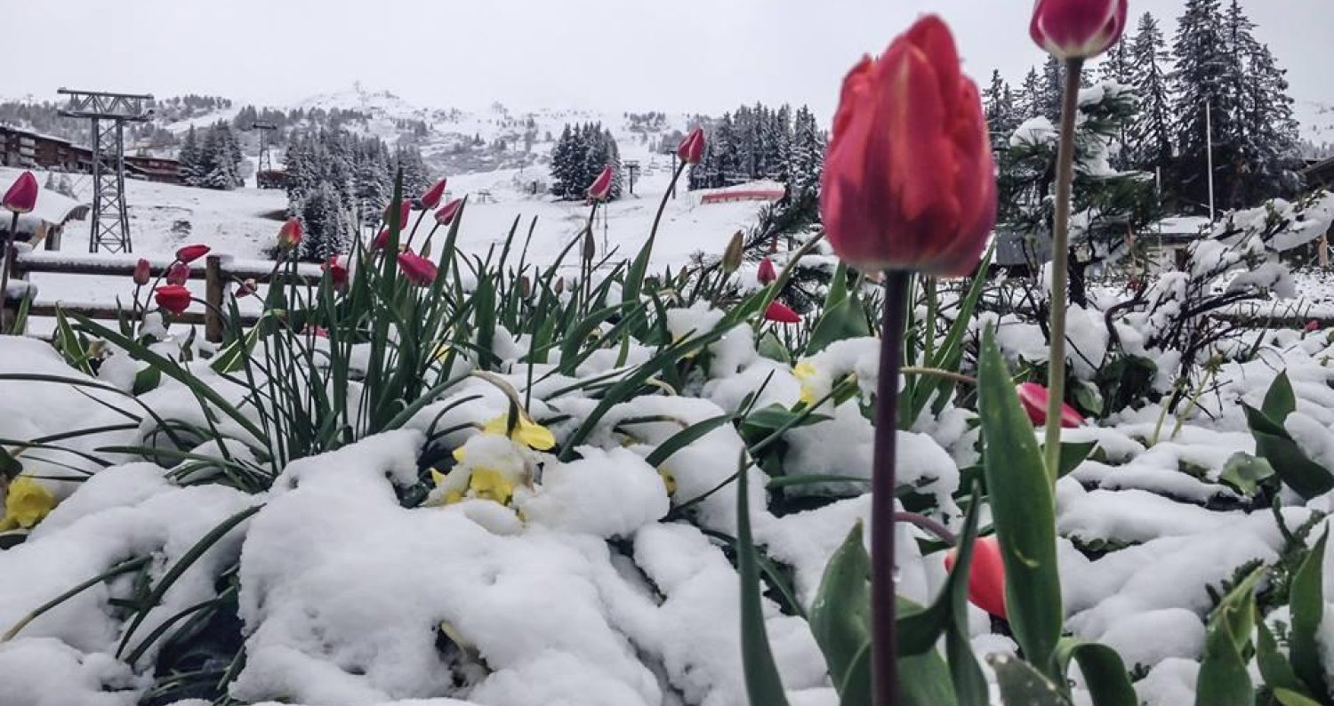 What happened to Spring?!