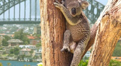 Oyster Sydneylisting