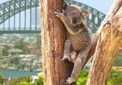 Oyster Sydneylisting